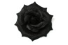 Gumka Broszka Czarna Róża